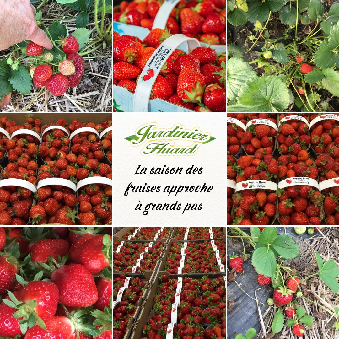 Jardinier Huard inc. fraise